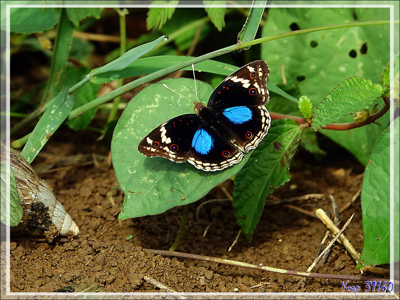 Papillon Junonia oenone, Dark blue pansy (Junonia oenone epiclelia) - Nosy Be - Madagascar
