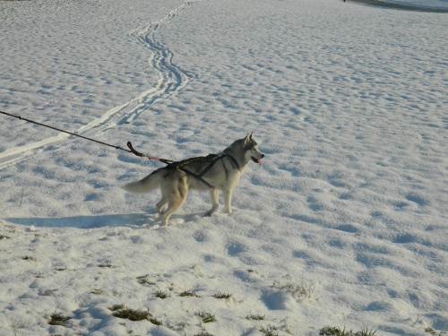 Sibérian huskies