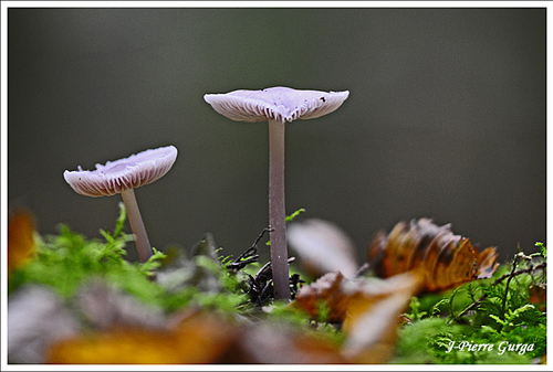 De beaux champignons photographiés par Jean-Pierre Gurga en automne 2012
