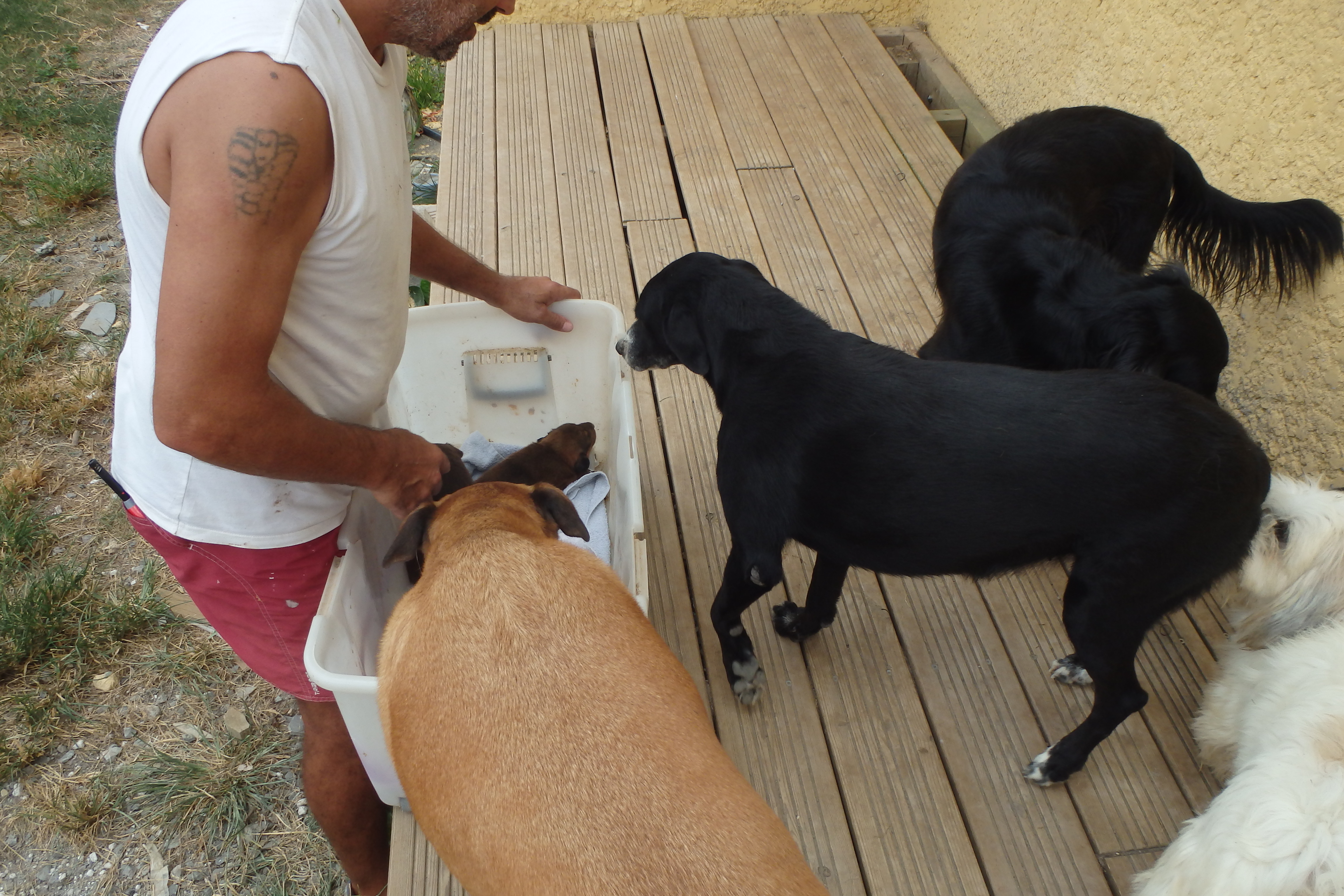 rencontre entre chiot et chien