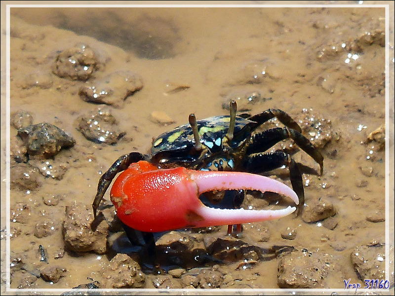 Crabe violoniste commun mâle, Common fiddler crab (Uca tetragonon) - Maeva - Huahine - Polynésie française