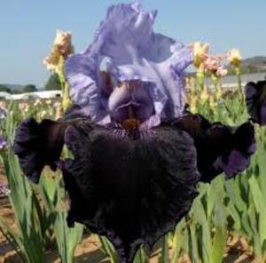 iris Dangerous Mood chez Iris en Provence