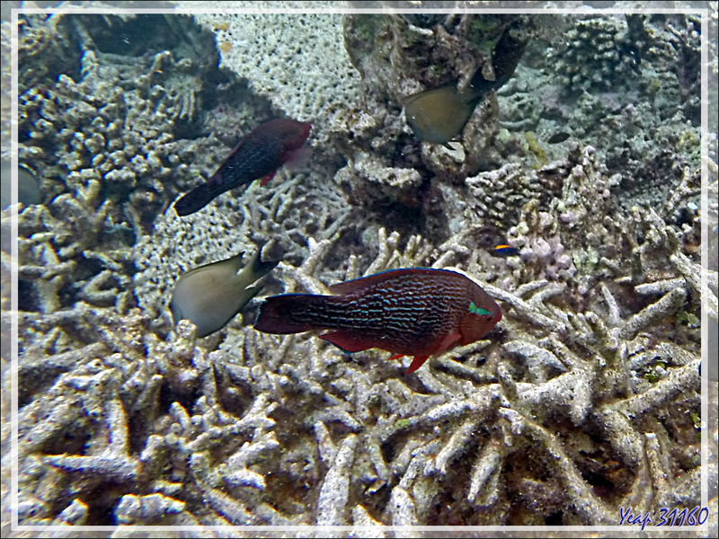 Snorkeling : Perroquet brun, Rusty parrotfish (Scarus niger) - Moofushi - Atoll d'Ari - Maldives