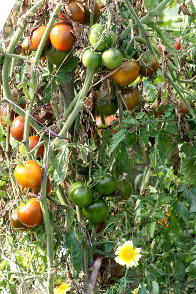 Tomates