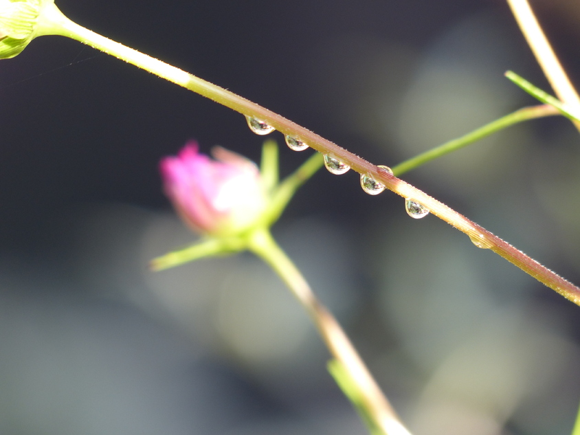 Des gouttes, des petites bêtes et des fleurs