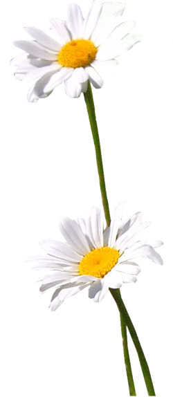 Tube Marguerite