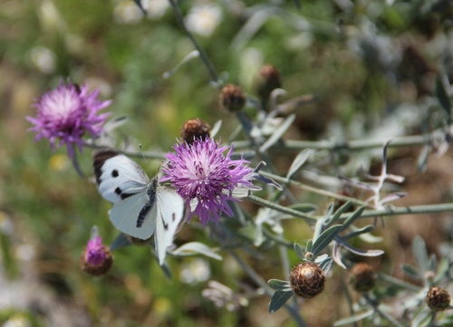 Papillons de Capri