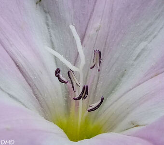 Convolvulus arvensis  -  liseron des champs