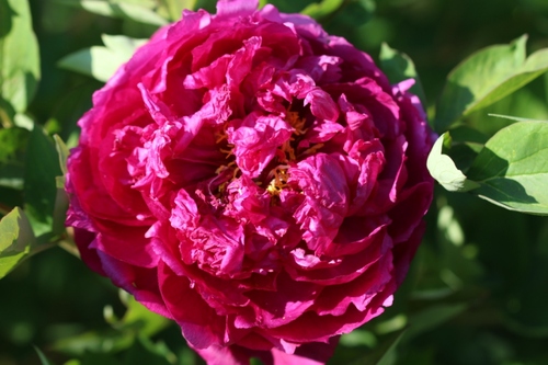 fleurs de pivoine