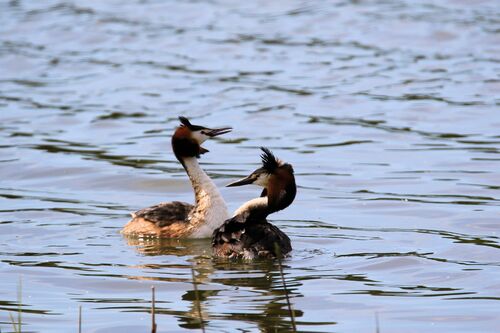 Grèbe Huppé (Great Crested Grebe)