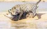 Video - Comment un jaguar attaque un crocodile ?