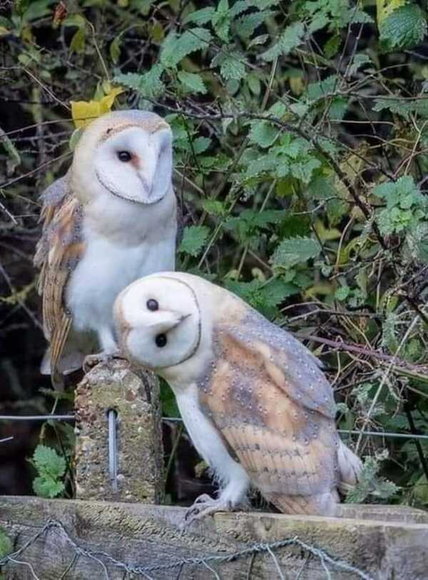 Chouettes et hiboux