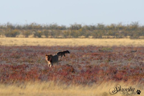 Etosha's lions