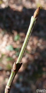 Cornus mas - cornouiller mâle