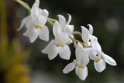 Fleurs cultivées : Odontoglossum