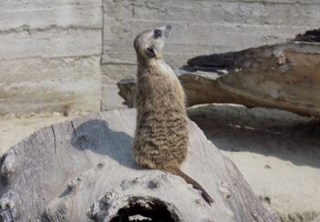 Le zoo des 1000 animaux