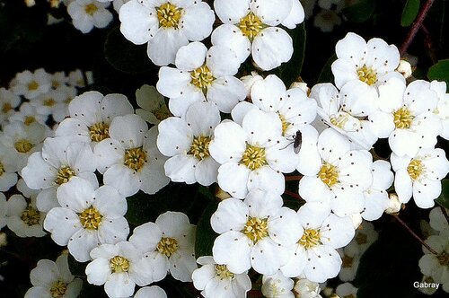 Les fleurs blanches d’une spirée 