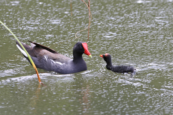 Gallinule d'Amérique - Parc Aquacole