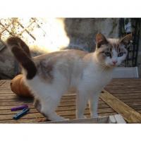Chats trouvés dans l'Hérault