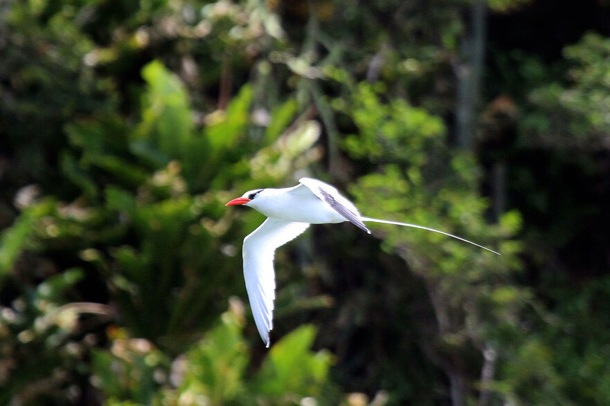 8/4/21 : L'Île de la Réunion un paradis pour les oiseaux