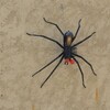 CALVI (Corse) l’araignée lanterne (mai 2014)