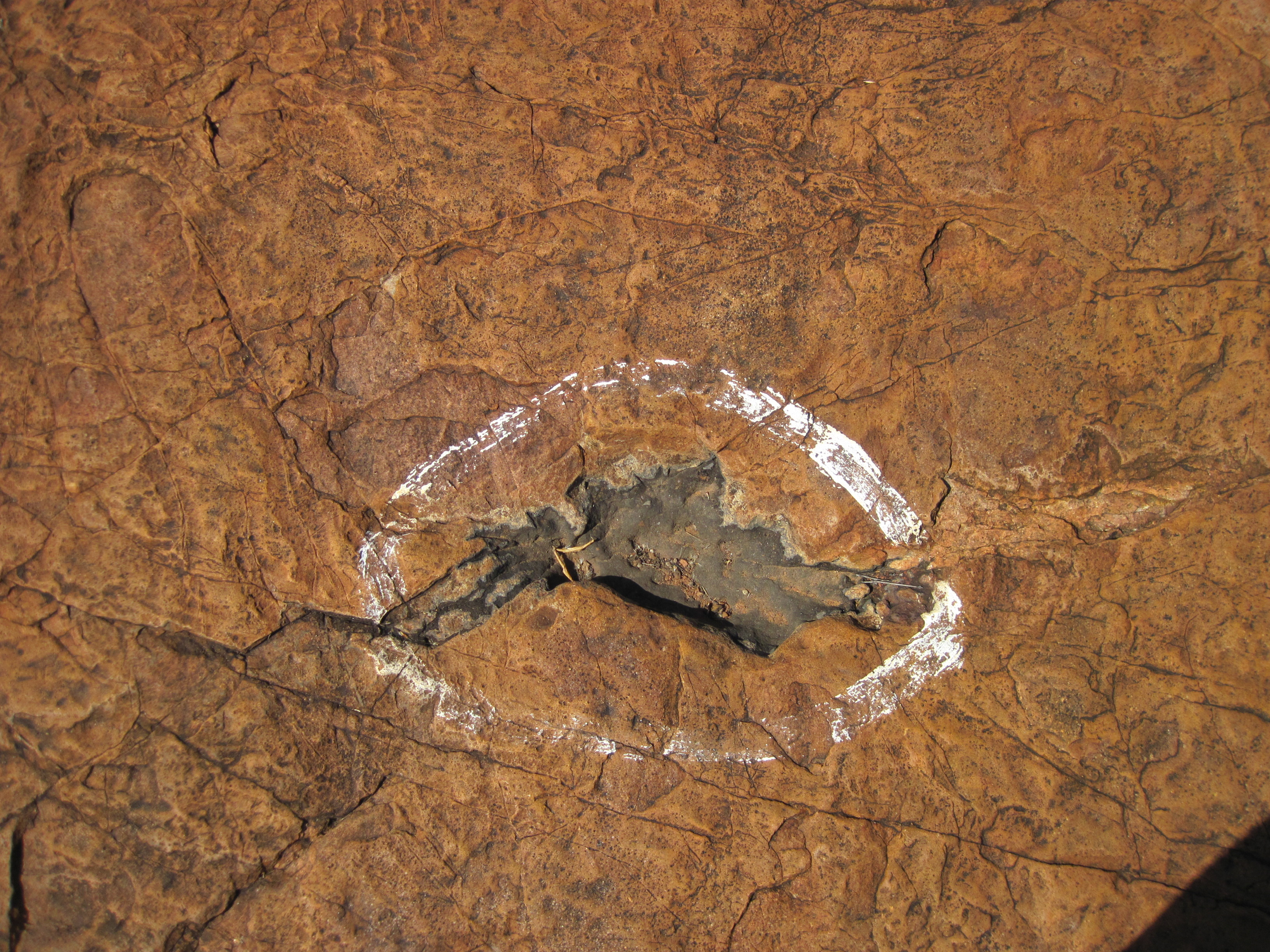 Traces de dinosaure