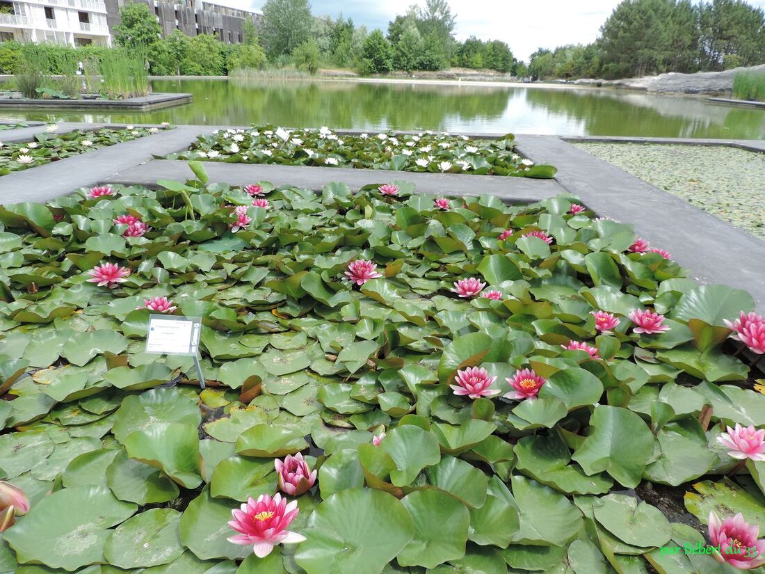 le jardin aquatique de Bordeaux