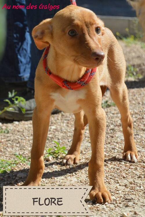 4 Chiots podencos restent sans famille / AU NOM DES GALGOS