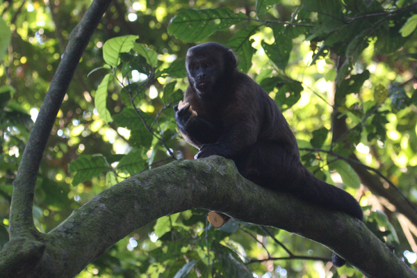 Singe - Madre de Dios