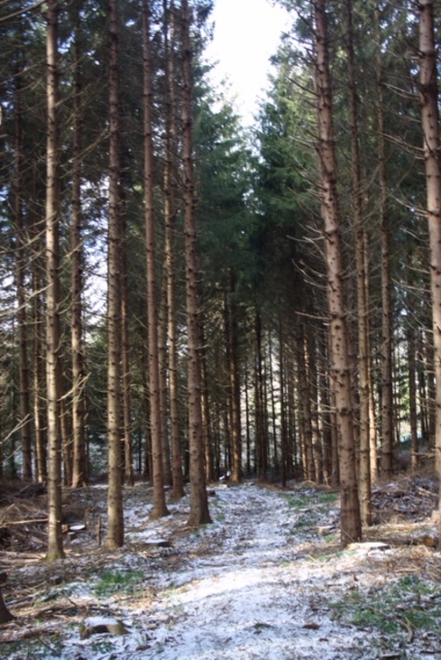 Forêt de LACAUNE sous la neige