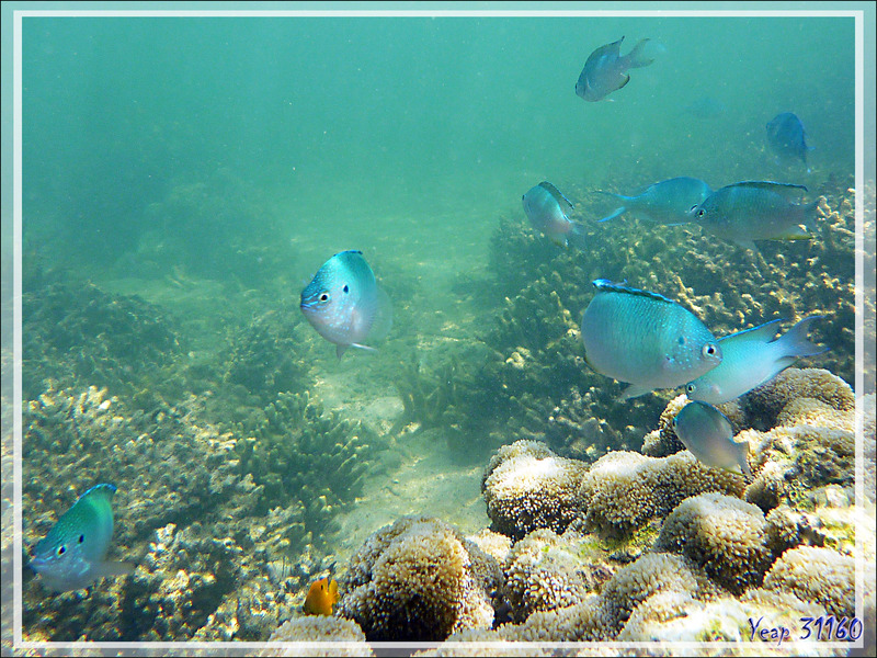 Snorkeling à Nosy Tanikely : Demoiselle saphir, Bouteur paon, Azure damsel, Blue damsel, Sapphire damsel, Peacock damsel-fish (Pomacentrus pavo) - Madagascar