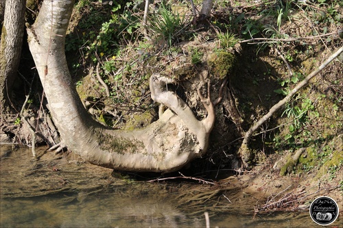 Arbre contre plongée