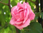 Photos de Roses