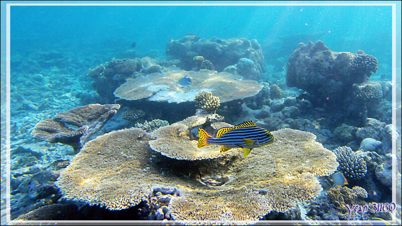 Corail tabulaire Acropore et Diagramme oriental,  Indian ocean oriental sweetlips (Plectorhinchus vittatus) - Snorkeling à Thudufushi - Atoll d'Ari - Maldive