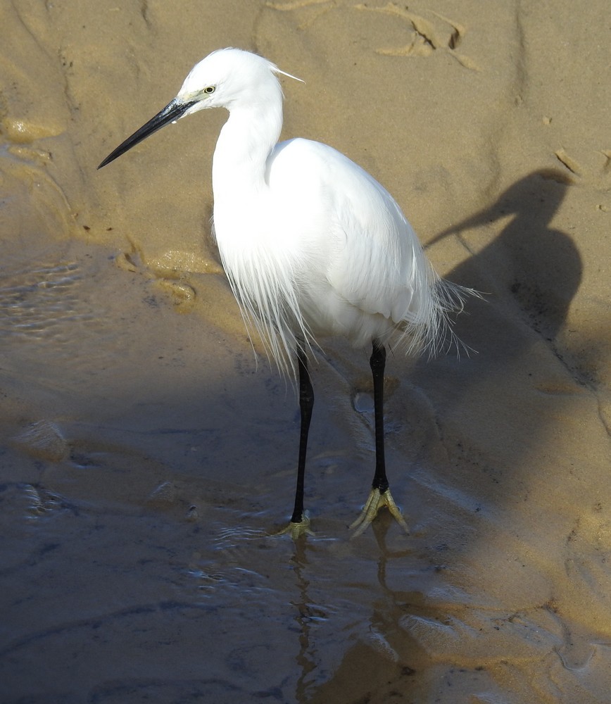 Autres photos de l'aigrette garzette...