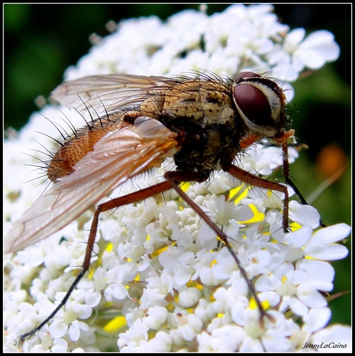 Mouche à M....