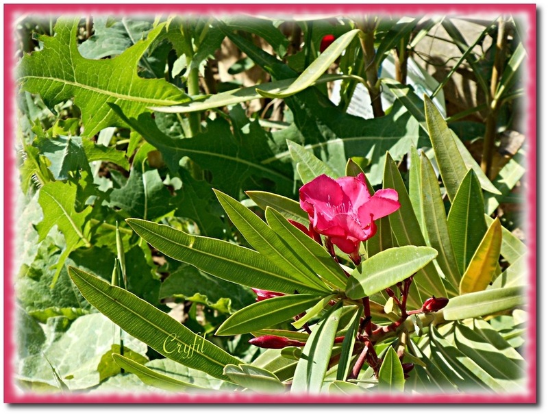 Côté potager