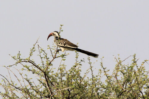 Calao d'Afrique du Sud (Southern Red-billed Hornbill)
