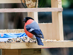 Les oiseaux du jardin