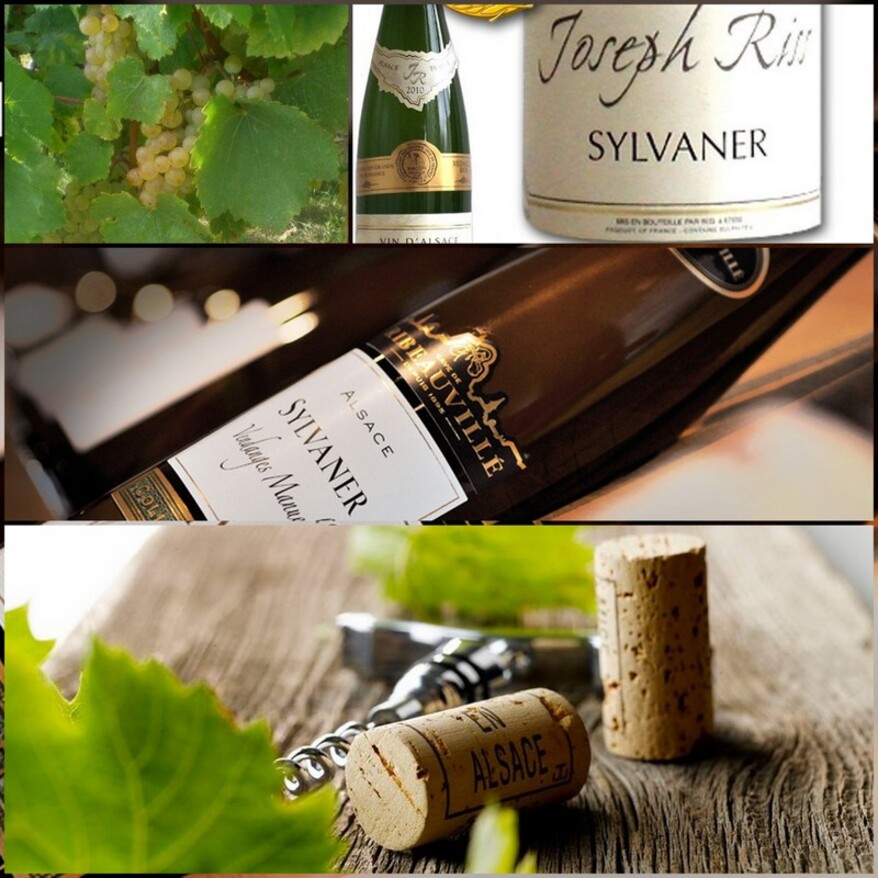 Le Sylvaner