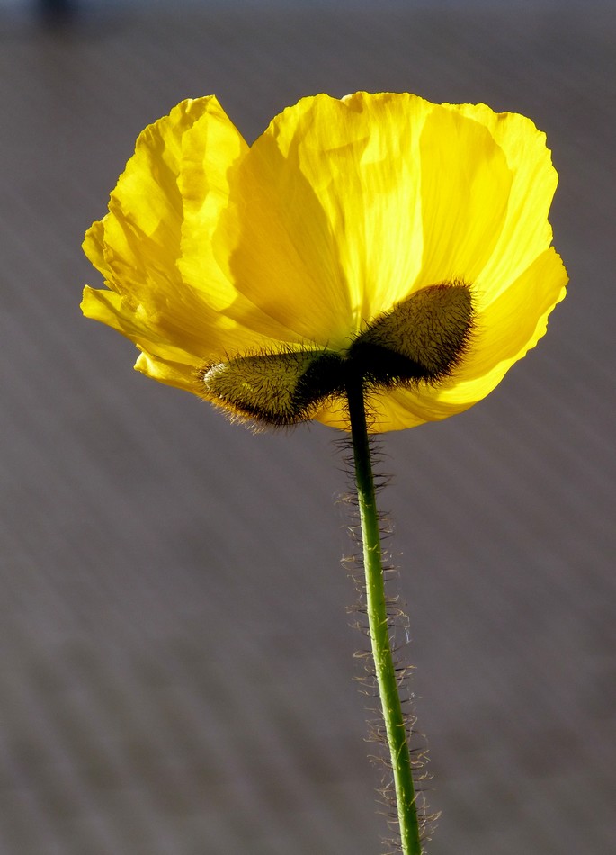 Sous les couleurs des pavots