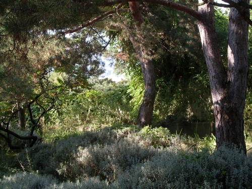 Le jardin des iris et des pavots (jardin noir)