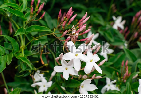 Fleur de jasmin (Jasminum officinale), fleurs sur fond feuilles vertes