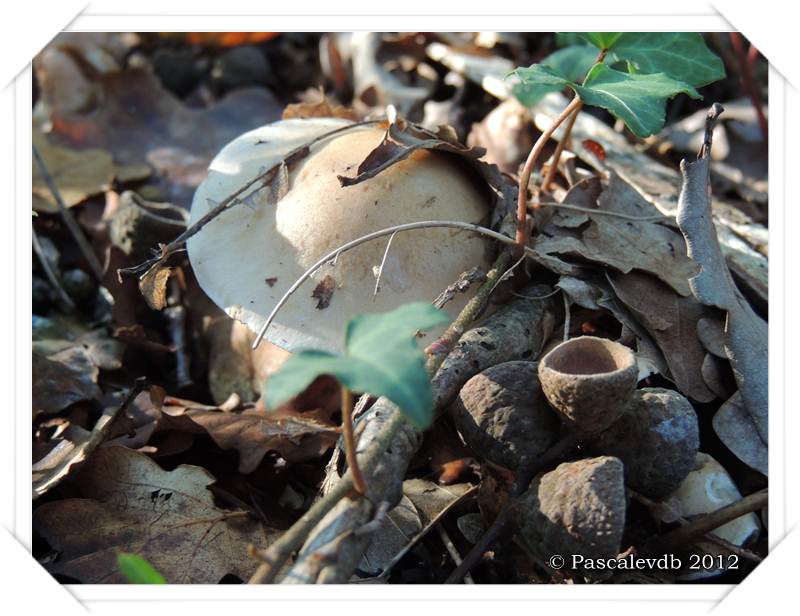 Cueillette de champignons sur la route de Lacanau - 3/4