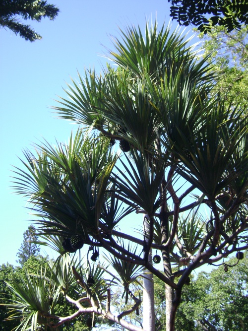 Saint-Denis : Le Jardin de l'Etat