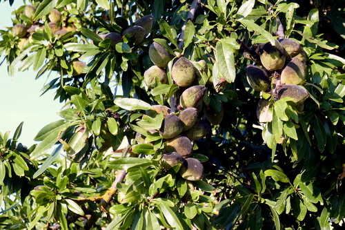 Un fruit sec : l'amande !