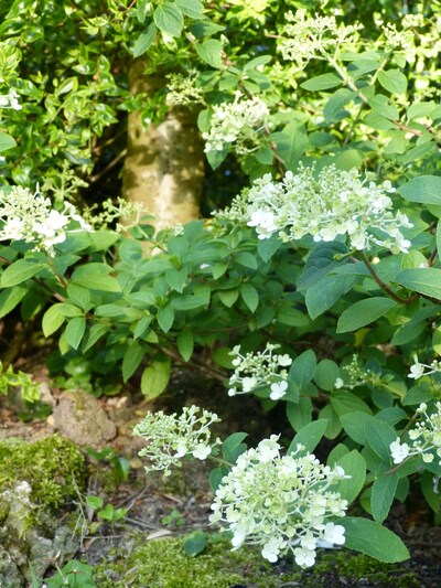 Les paniculatas à l'honneur