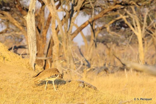 Kori bustard at Ngewshla