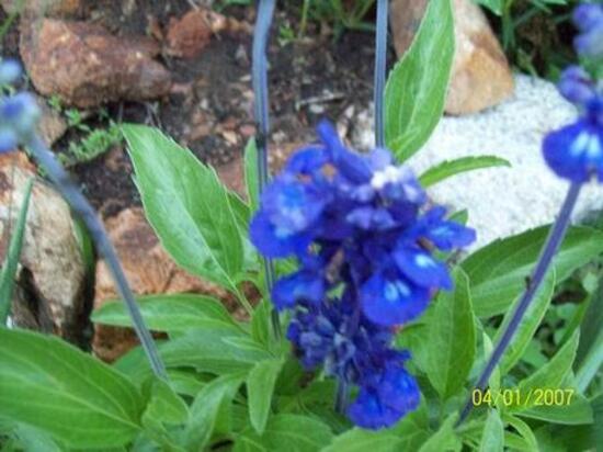 Verveine bleue - c'est est une plante vivace - MILLE ET UNE PASSIONS