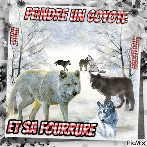 Dessin et peinture - vidéo 3462 : Comment peindre un coyote et sa fourrure ? 1/3 - acrylique, huile.